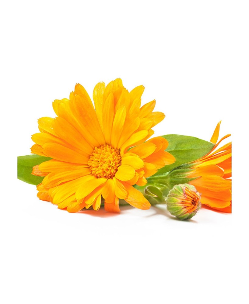 Caléndula Planta Ornamental y Medicinal  Flores Naranjas y Amarillas | Endanea Garden

