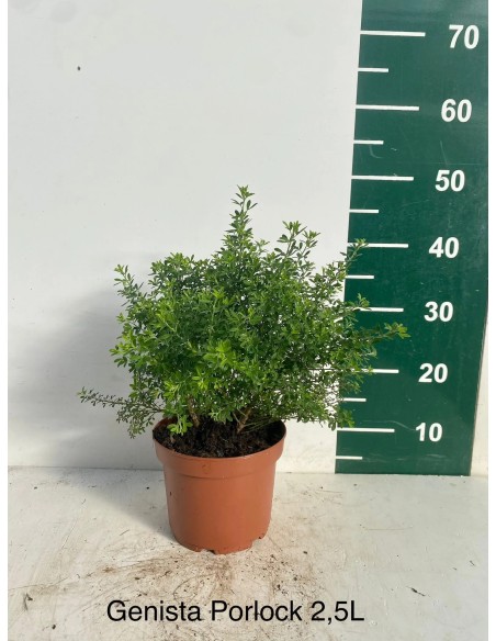 Genista Porlock 2.5L  Arbusto Perenne Amarillo para Jardines | Endanea Garden

