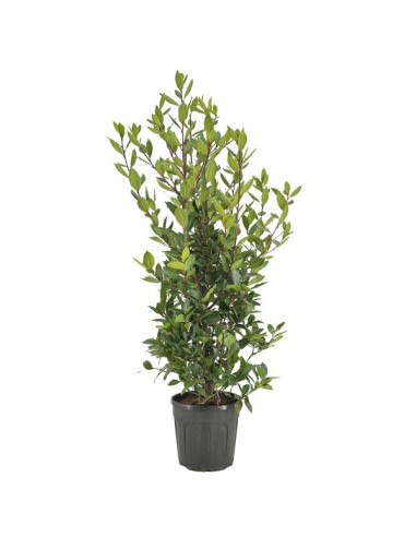 Laurus Nobilis 2L  Laurel Aromático Resistente para Jardines y Cocina

