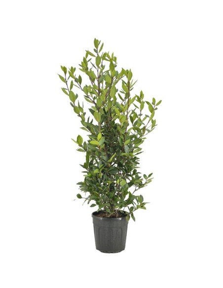 Laurus Nobilis 2L  Laurel Aromático Resistente para Jardines y Cocina

