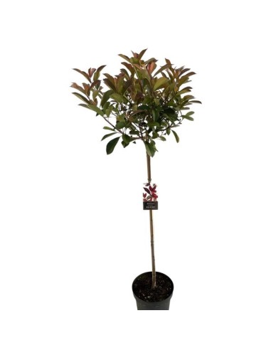 Photinia Fraseri 'Red Robin' 5L  Arbusto con Follaje Rojo y Verde para Jardín

