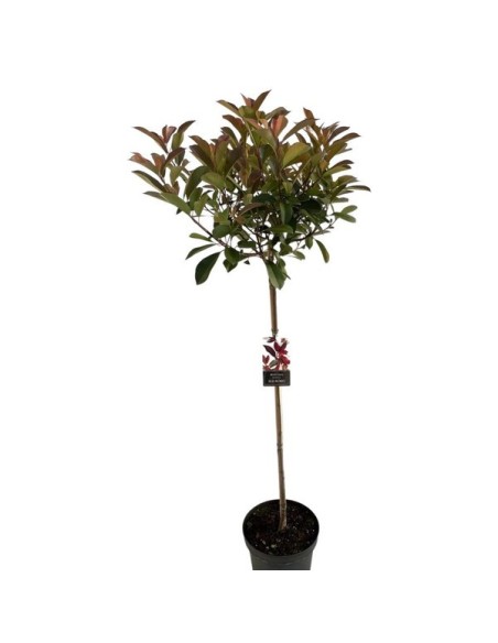 Photinia Fraseri 'Red Robin' 5L  Arbusto con Follaje Rojo y Verde para Jardín

