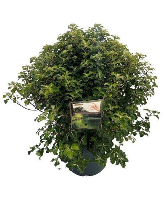 Pittosporum Irish Luck 25L  Planta Ornamental para Setos y Jardines | Endanea Garden

