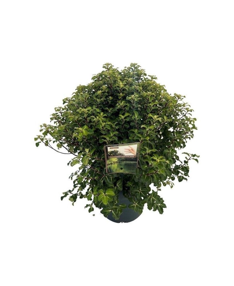 Pittosporum Irish Luck 25L  Planta Ornamental para Setos y Jardines | Endanea Garden

