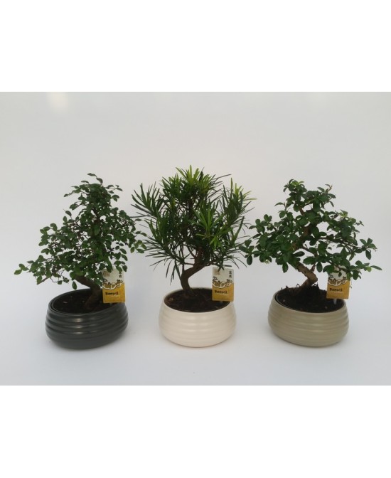 Bonsai Mix Ball en Cerámica  Decoración Natural y Elegante | Endanea Garden

