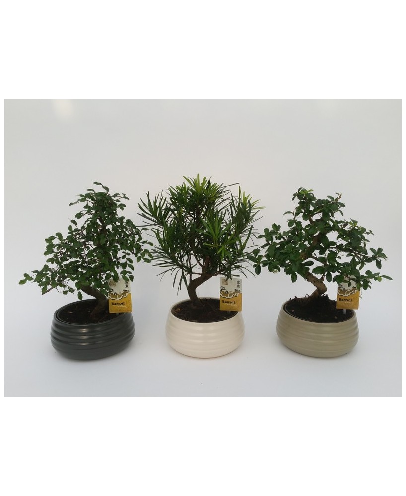 Bonsai Mix Ball en Cerámica  Decoración Natural y Elegante | Endanea Garden

