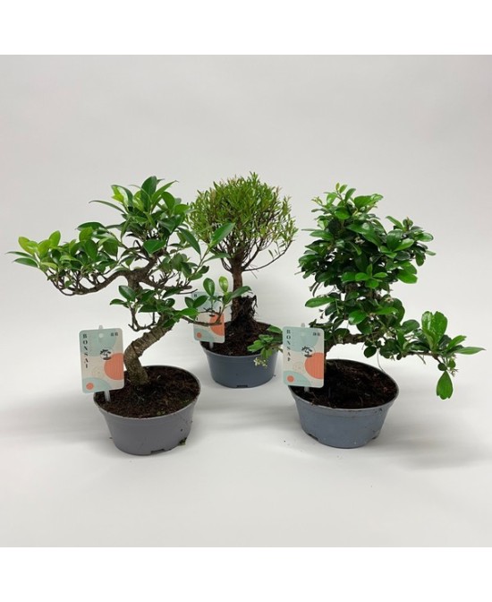 Bonsái Mix en Maceta de Plástico | Variadas Especies de Bonsáis | Endanea Garden

