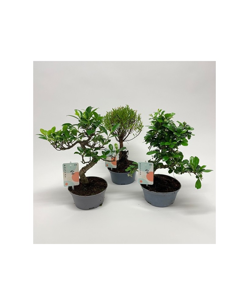 Bonsái Mix en Maceta de Plástico | Variadas Especies de Bonsáis | Endanea Garden

