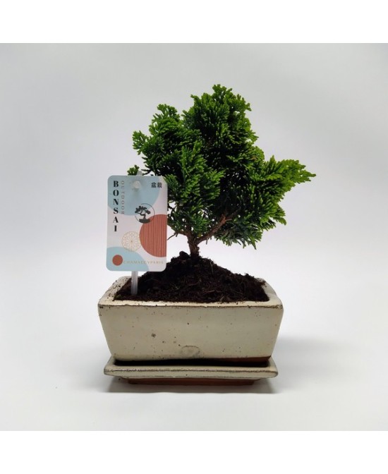 Bonsai Chamaecyparis en Cerámica con Platillo  Elegancia Natural | Endanea Garden

