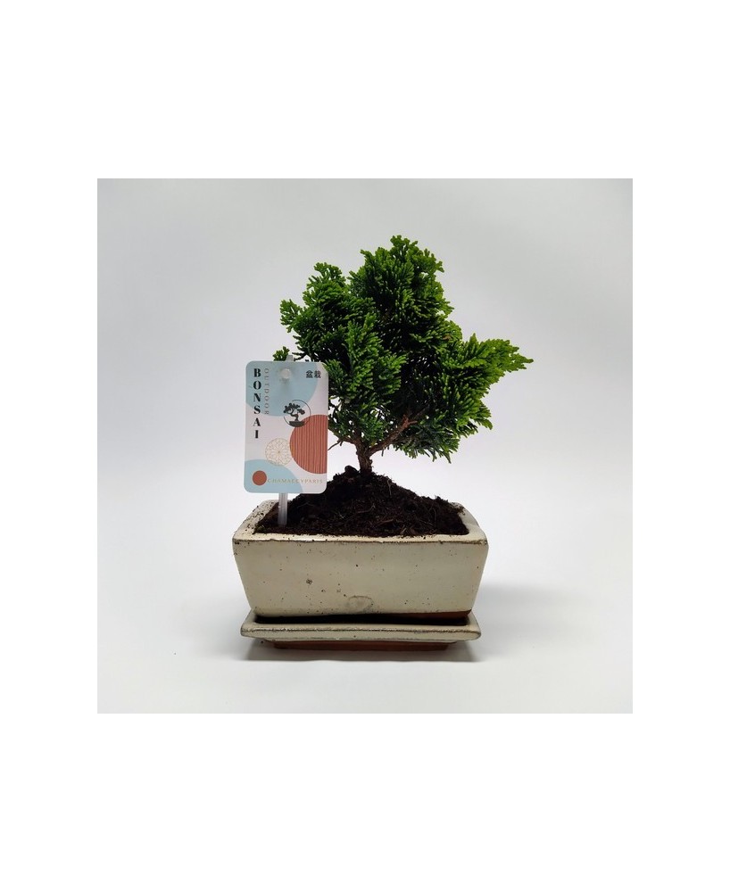 Bonsai Chamaecyparis en Cerámica con Platillo  Elegancia Natural | Endanea Garden

