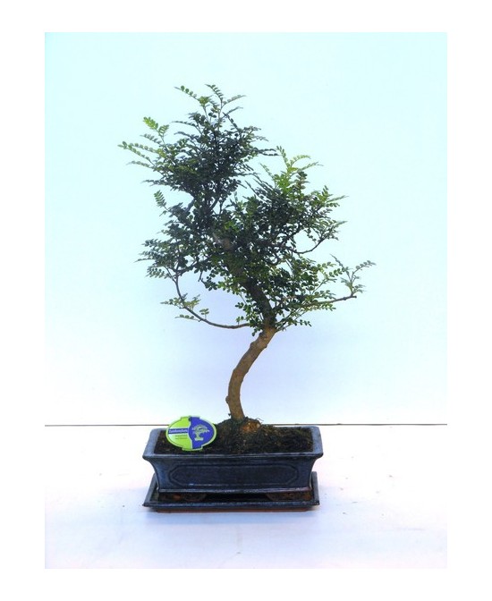 Bonsai Zanthoxylum en Maceta de Cerámica con Platillo | Endanea Garden

