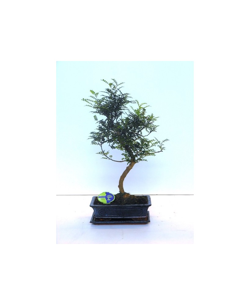 Bonsai Zanthoxylum en Maceta de Cerámica con Platillo | Endanea Garden

