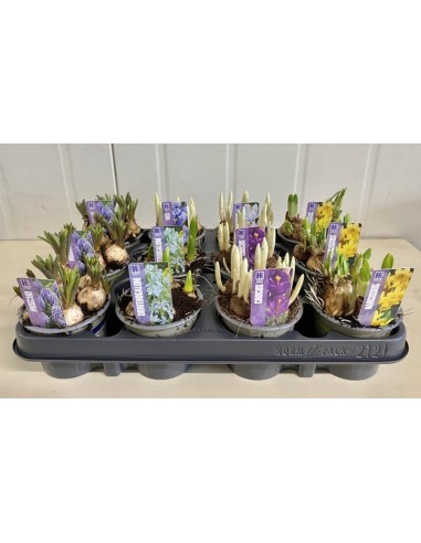 Bulbo Mix Maceta en Endanea Garden | Flores Vibrantes Todo el Año

