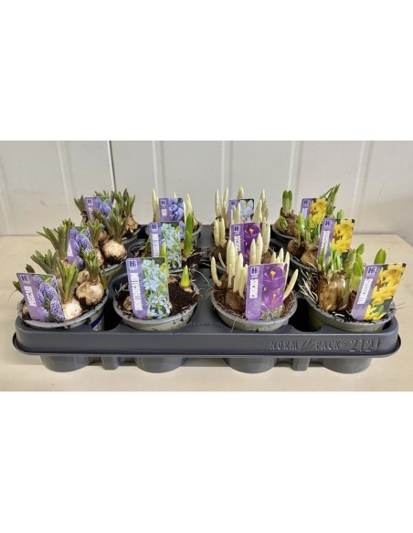 Bulbo Mix Maceta en Endanea Garden | Flores Vibrantes Todo el Año

