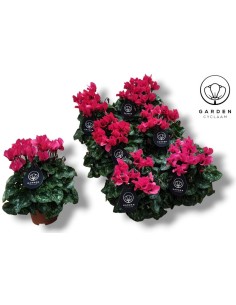 CYCLAMEN GARDEN PINK