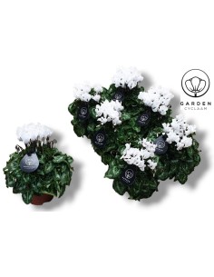 CYCLAMEN GARDEN WHITE