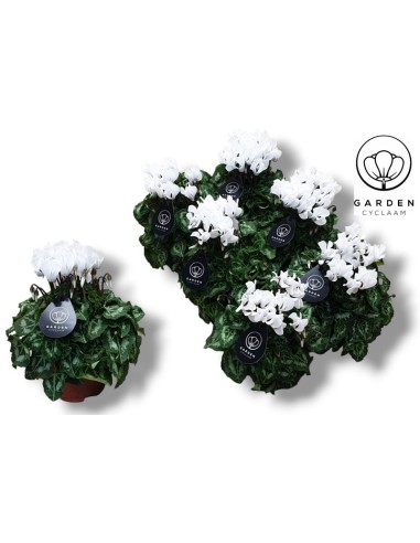CYCLAMEN GARDEN WHITE