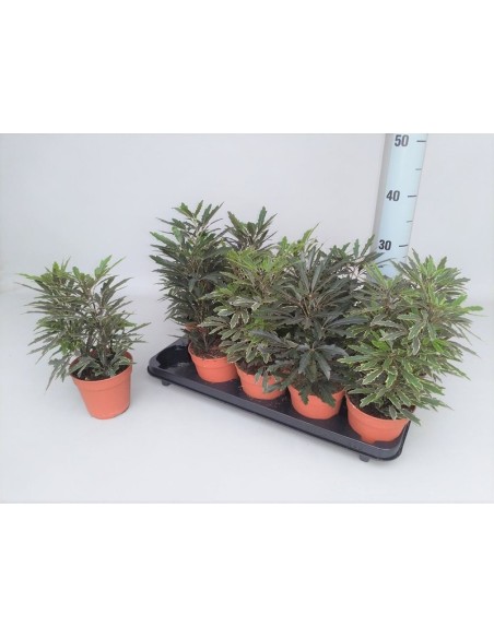DIZYGOTHECA ELEG MIX