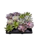 Echeveria Mix de Luxe  Suculentas Premium para Decoración | Endanea Garden

