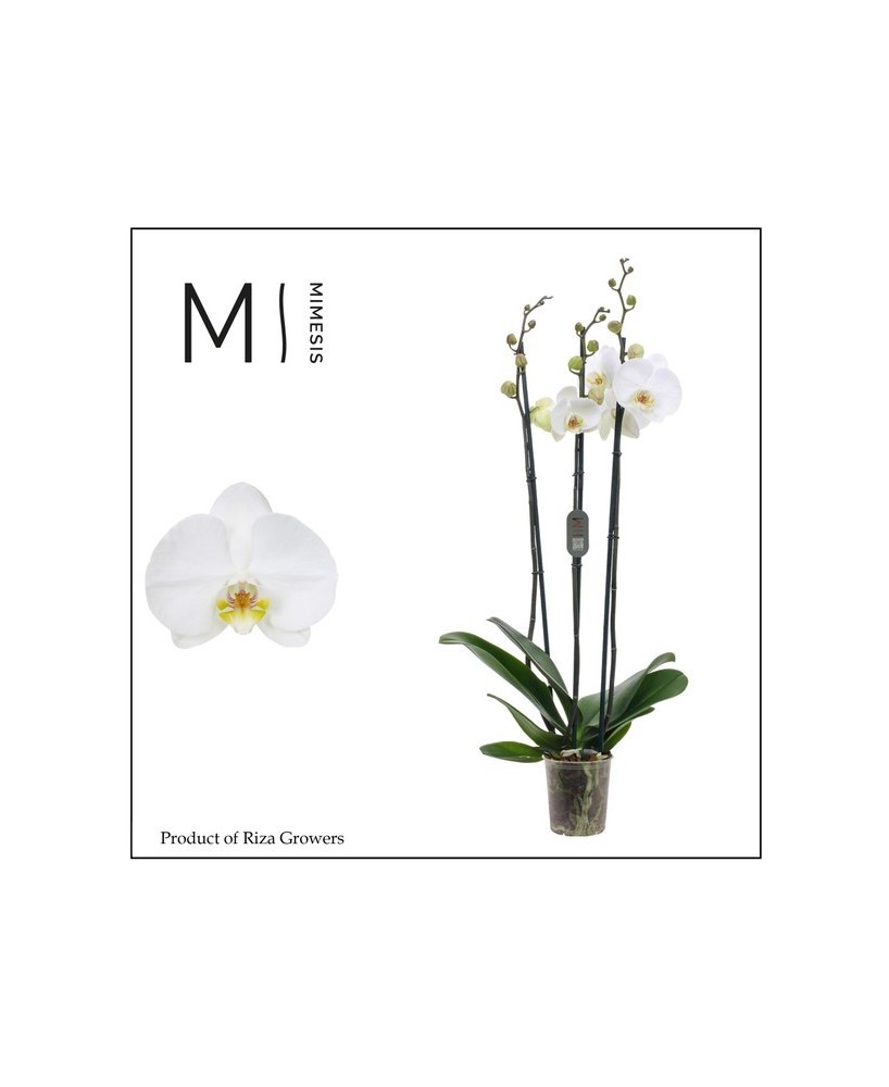 Phalaenopsis 3T | Orquídea de Interior con 3 Tallos, Fácil de Cuidar y Flores Duraderas

