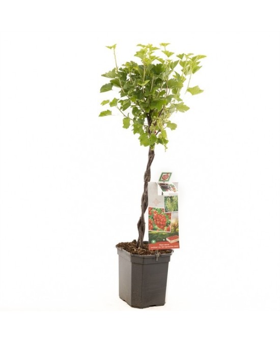 Ribes Rubrum Jonkheer Va Tets  Grosella Roja Dulce y Resistente en Endanea Garden

