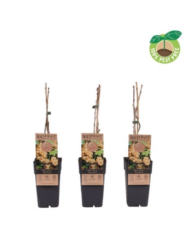 Ribes Rubrum Whitele Parel  Grosella Blanca Productiva y Resistente | Endanea Garden

