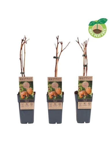 Rubus idaeus Fallgold Amarillo | Frambuesa Amarilla Dulce para Huertos Urbanos

