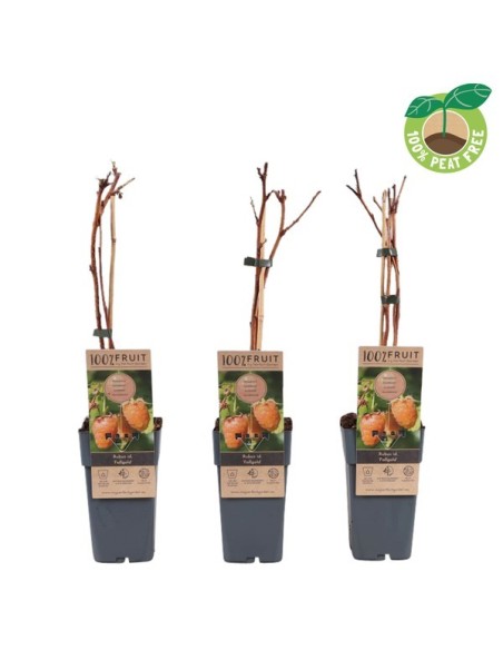 Rubus idaeus Fallgold Amarillo | Frambuesa Amarilla Dulce para Huertos Urbanos

