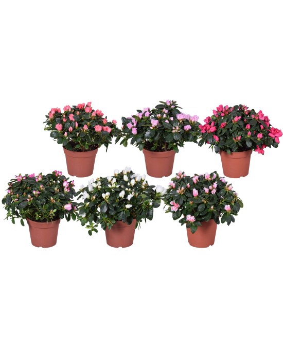 AZALEA EN FLOR
