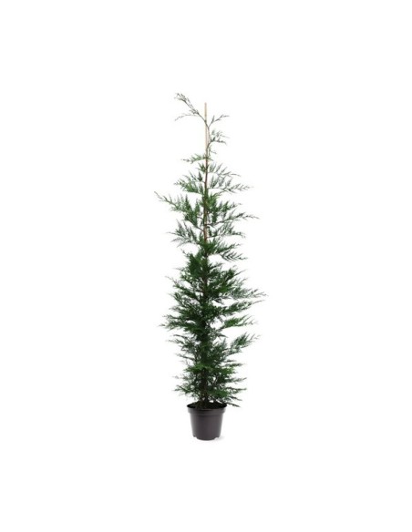 Cupressus Leylandii  Ciprés de Leyland para Setos y Pantallas Verdes | Endanea Garden

