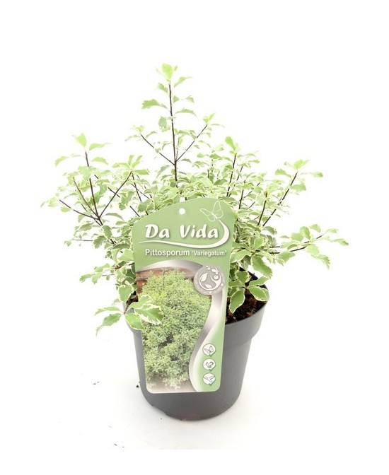 Pittosporum Tenuifolium Variegata  Planta ornamental variegada para jardines y setos


