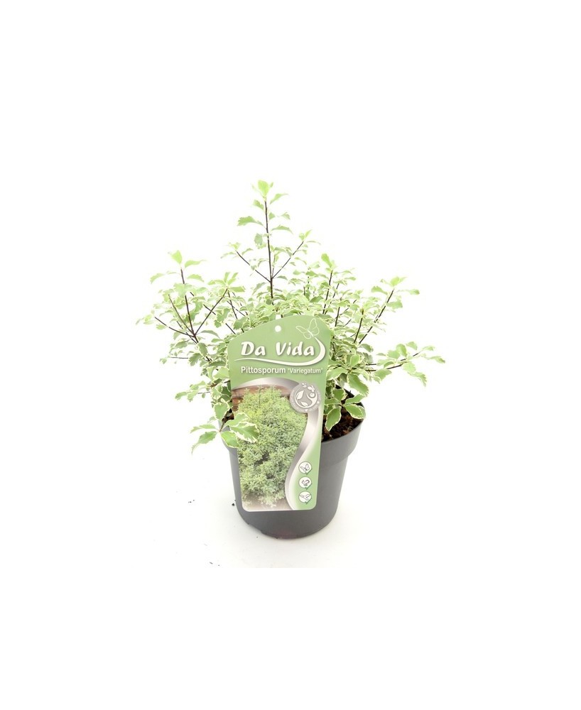 Pittosporum Tenuifolium Variegata  Planta ornamental variegada para jardines y setos

