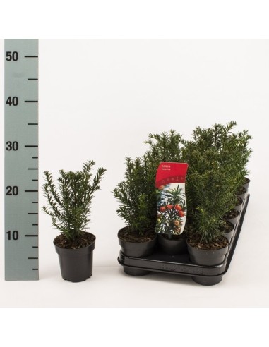 Taxus Baccata (Tejo)  Arbusto Perenne Resistente | Endanea Garden

