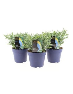 Hebe planta decorativa para interior y exterior | Elegancia y fácil cuidado

