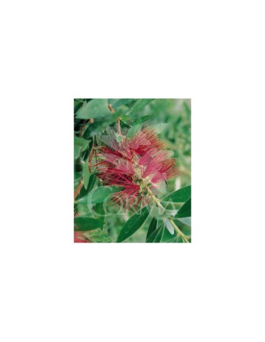 Callistemon Captain Cook C19  Arbusto con Flor Roja Exótica y Resistente | Endanea Garden

