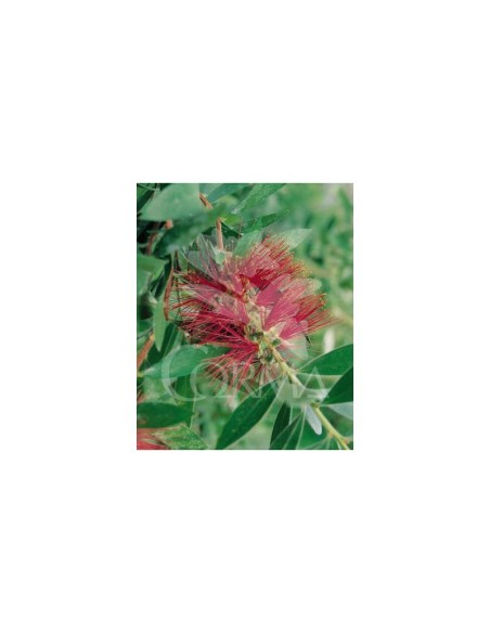Callistemon Captain Cook C19  Arbusto con Flor Roja Exótica y Resistente | Endanea Garden

