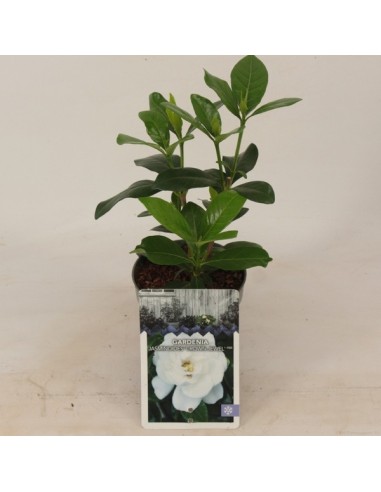 Gardenia 25L  Planta ornamental con flores blancas y fragancia dulce

