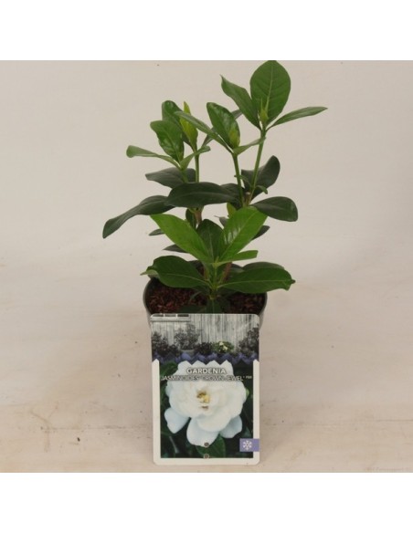 Gardenia 25L  Planta ornamental con flores blancas y fragancia dulce

