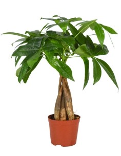 Pachira Aquatica Árbol del Dinero  Planta Decorativa y Fácil Cuidado | Endanea Garden

