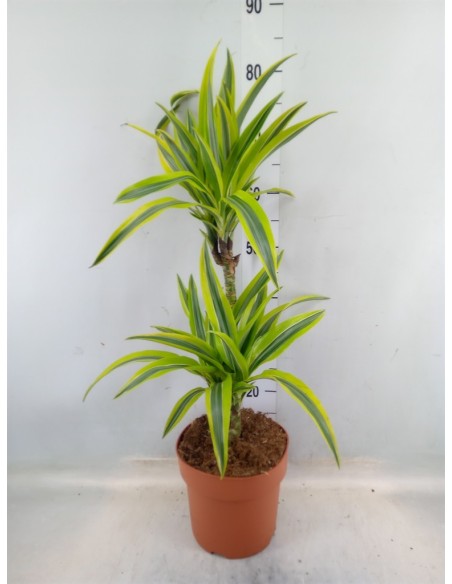 Dracaena Limón M30 planta interior elegante fácil cuidado hojas verdes y amarillas Endanea Garden

