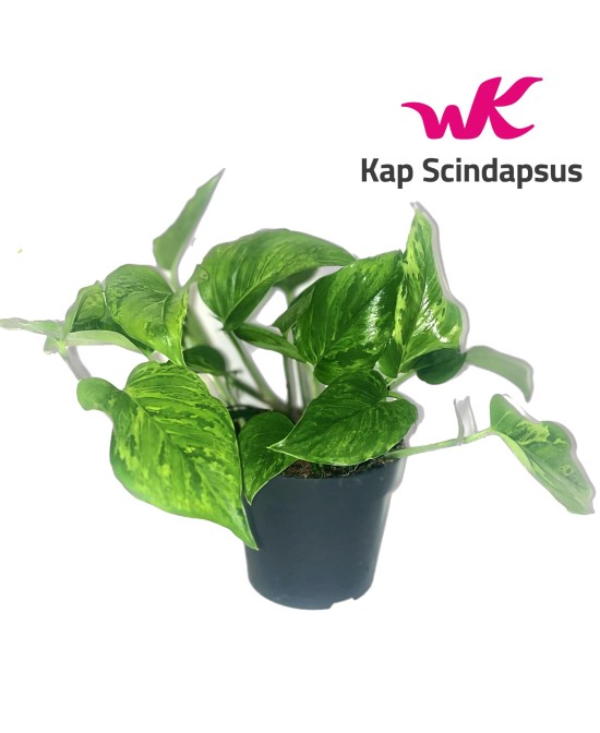 Epipremnum (Pothos)  Planta de Interior Fácil de Cuidar | Endanea Garden


