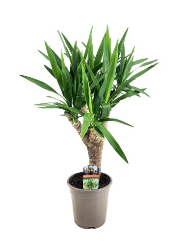 Yucca Elephantipes planta interior elegante y resistente Endanea Garden

