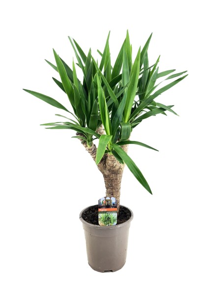 Yucca Elephantipes planta interior elegante y resistente Endanea Garden

