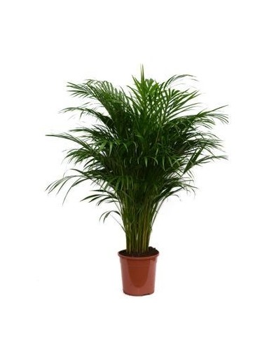 Planta Areca  Purificadora de Aire y Fácil Cuidado para Interiores | Endanea Garden

