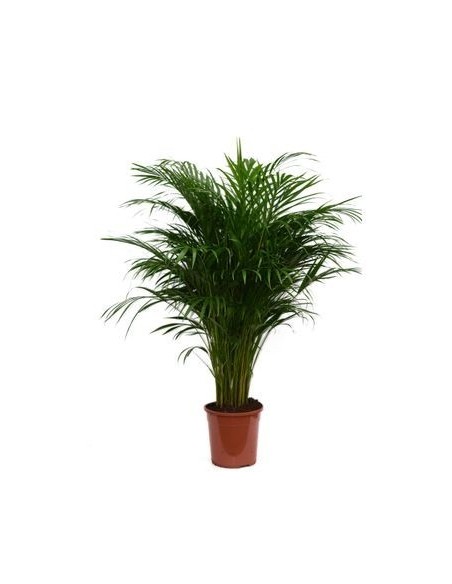 Planta Areca  Purificadora de Aire y Fácil Cuidado para Interiores | Endanea Garden

