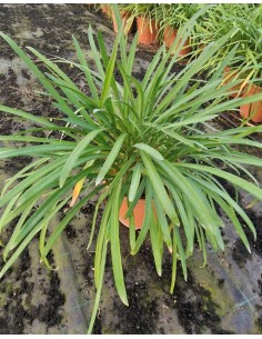AGAPANTHUS PETER PAN C7,5L