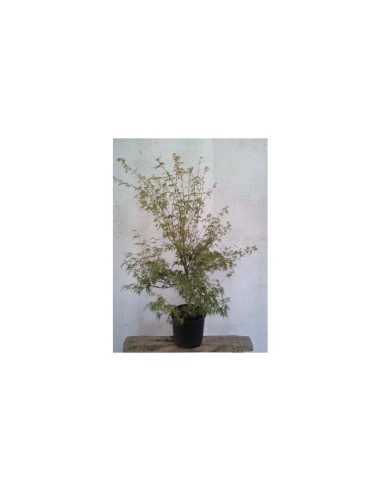 Acer Palmatum - Árbol ornamental resistente para jardín, terraza y exterior

