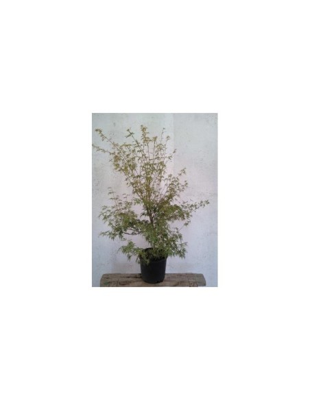Acer Palmatum - Árbol ornamental resistente para jardín, terraza y exterior

