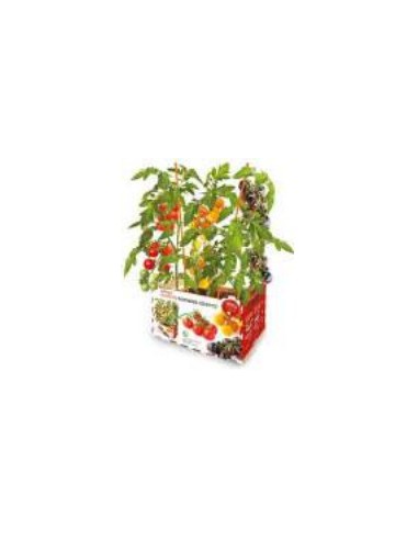 Tomates Cherry de Huerto Premium  Sabor Natural y Fresco | Endanea Garden


