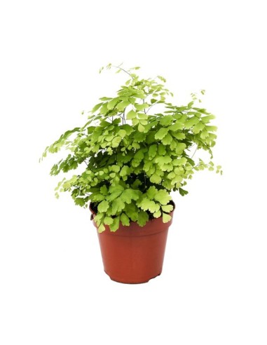 Adiantum Rad Fragrans  Helecho Culantrillo de Pozo para Interior | Endanea Garden

